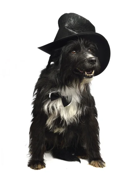 Pan pies z muszką i top hat — Zdjęcie stockowe