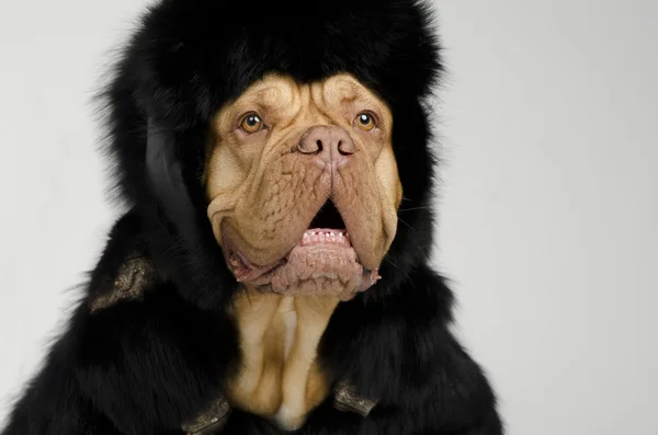 毛皮帽子和大衣准备冬天的狗 — 图库照片