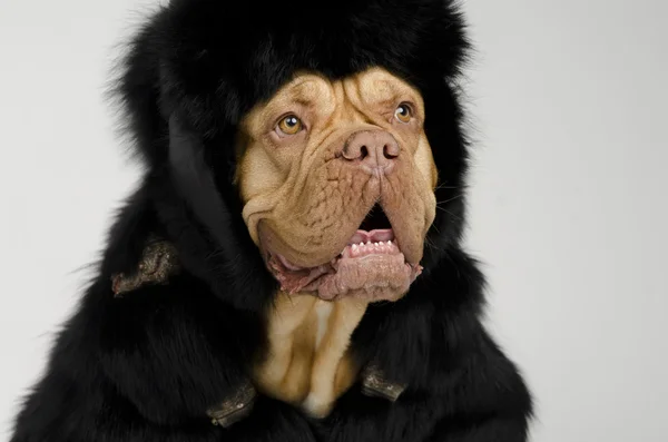 Cão vestindo casaco de pele e boné com abas de orelha — Fotografia de Stock