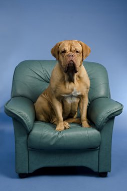 Dog on the arm chair clipart