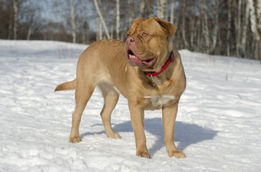 dogue de bordeaux winter Park