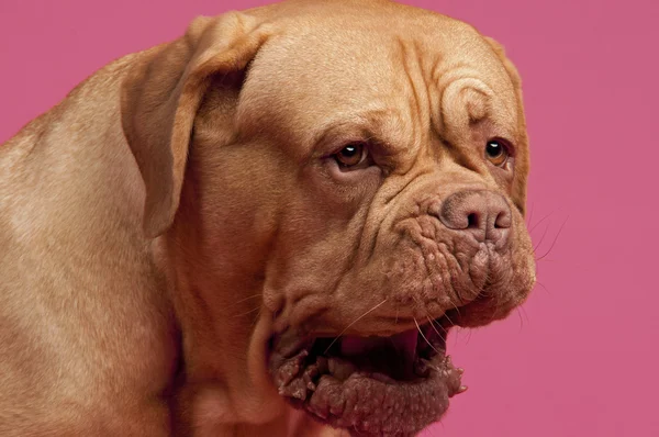 Yawning Dogue De Bordeaux cão — Fotografia de Stock