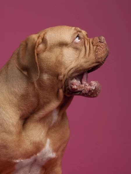 Yawning dog — Stock Photo, Image
