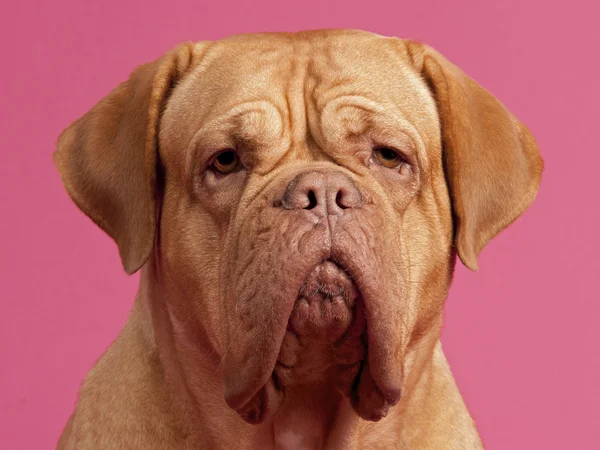 Dogue de Bordeaux Retrato — Foto de Stock