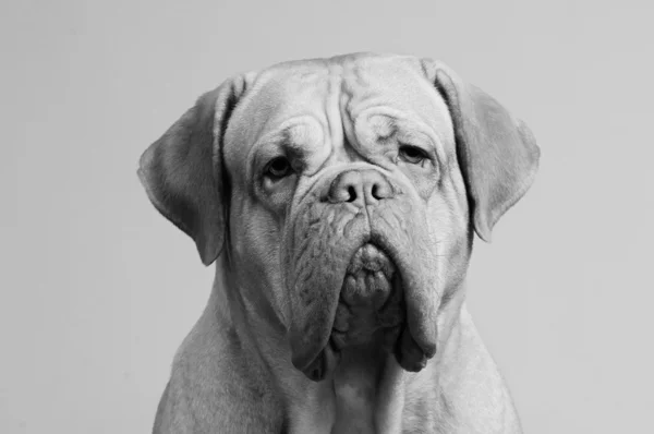 Black-and-white portrait of French Mastiff — 图库照片