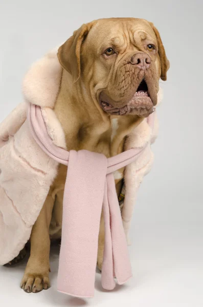 Pembe kürk manto ve eşarp giyen köpek — Stok fotoğraf