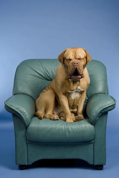 Dog on a arm-chair yawning — Stock Photo, Image