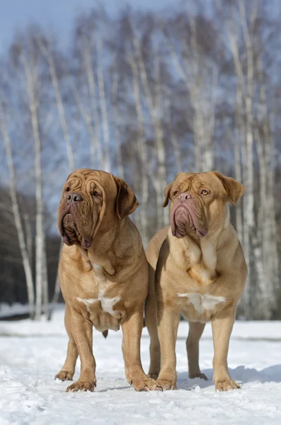 Two Dogues De Bordeaux in winter park — Stock Photo, Image