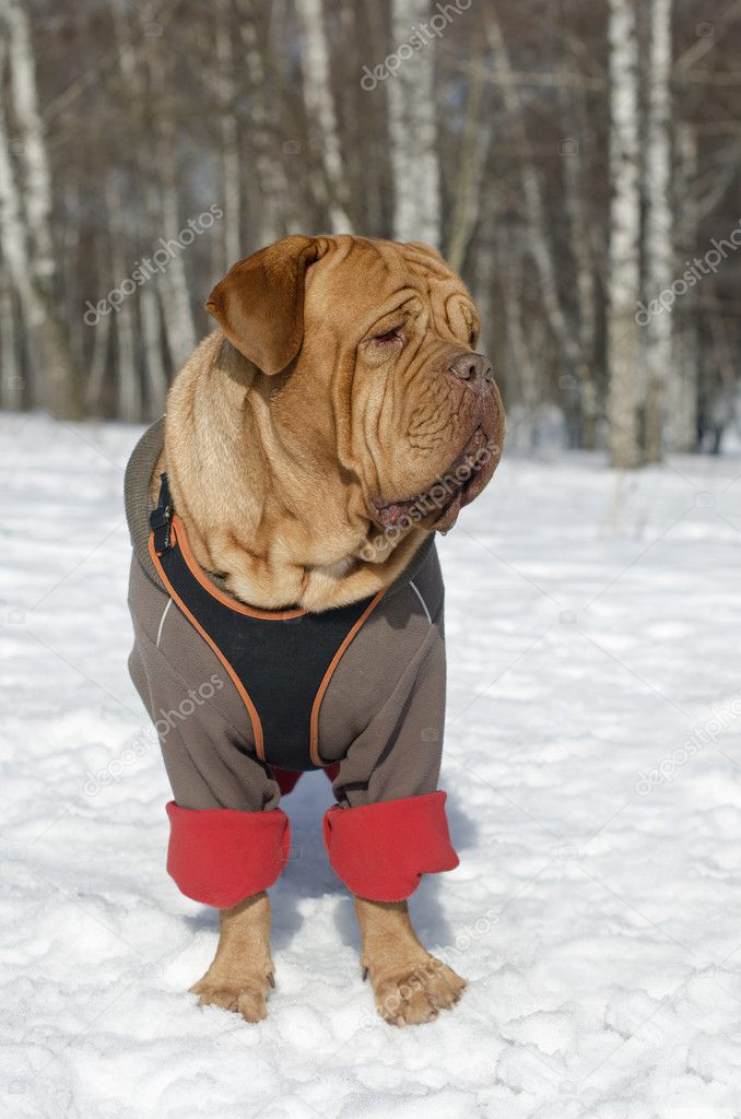 French Mastiff wearing winter coat and harness