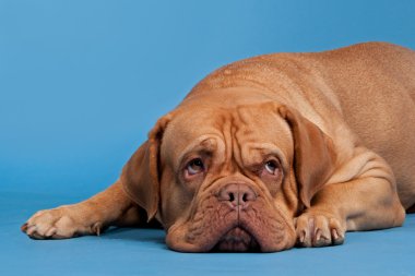 Dogue De Bordeaux