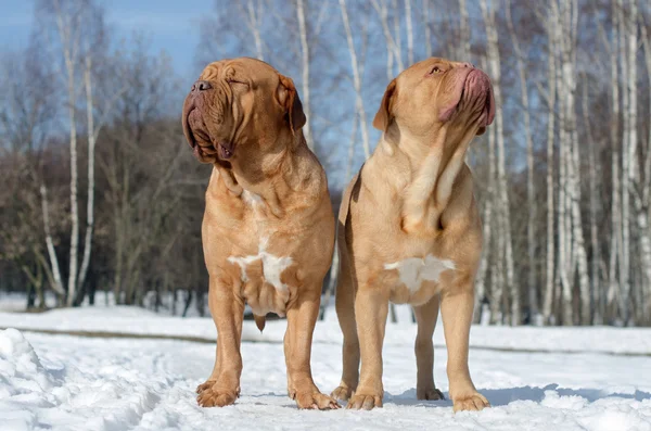 Två hundar avkopplande under fjädra först solstrålarna — Stockfoto
