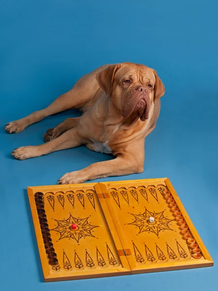 Hund spela backgammon — Stockfoto