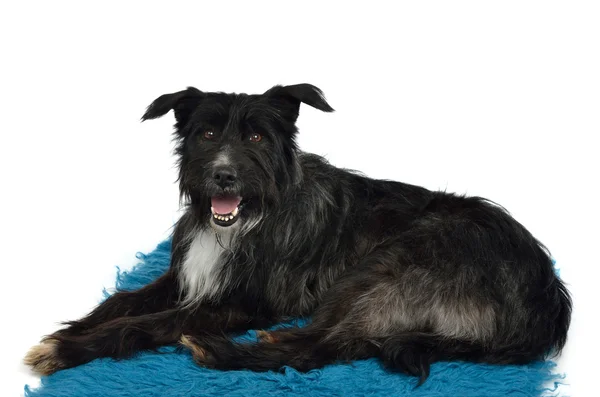 Pies siedząc na dywanie furry — Zdjęcie stockowe