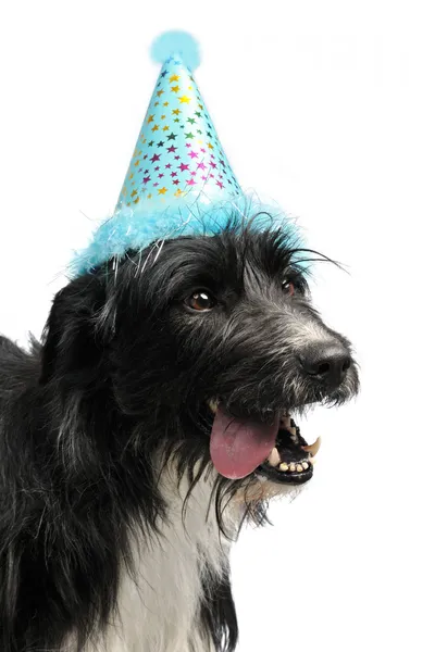 Hund trägt Partykegel — Stockfoto