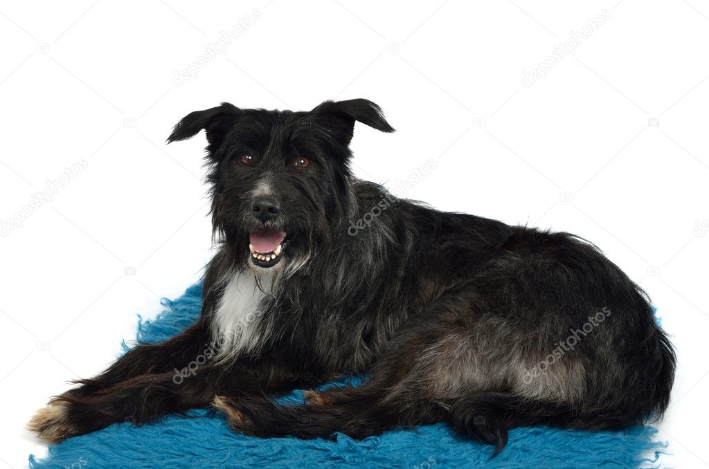 Dog lounging on furry carpet