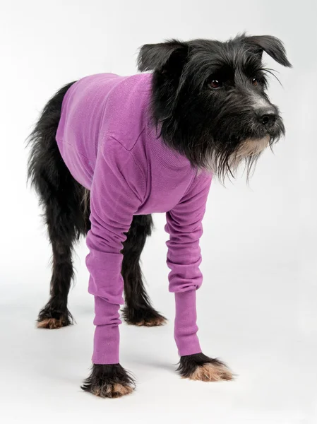 Смешная собака в свитере — стоковое фото