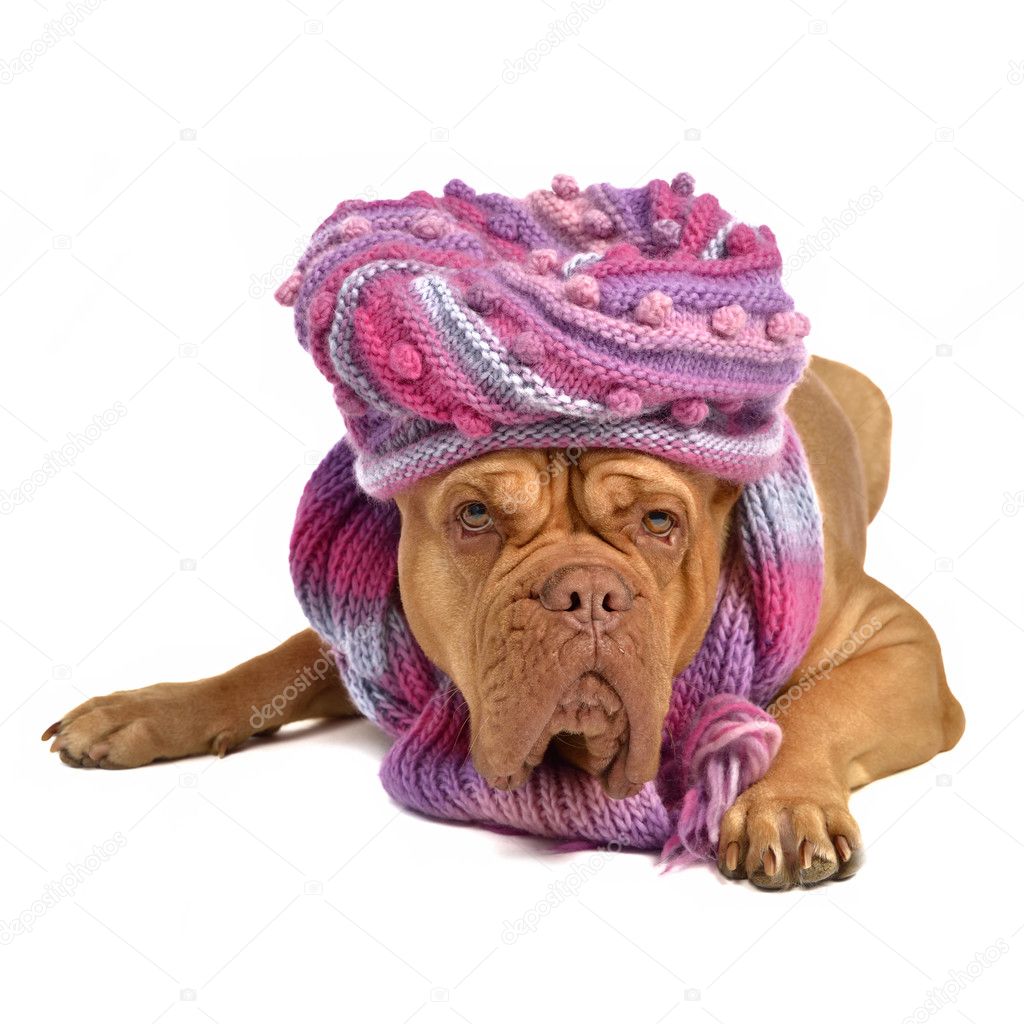 Big dog wearing hat and scarf