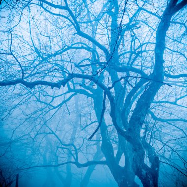 Winter tree in fog clipart