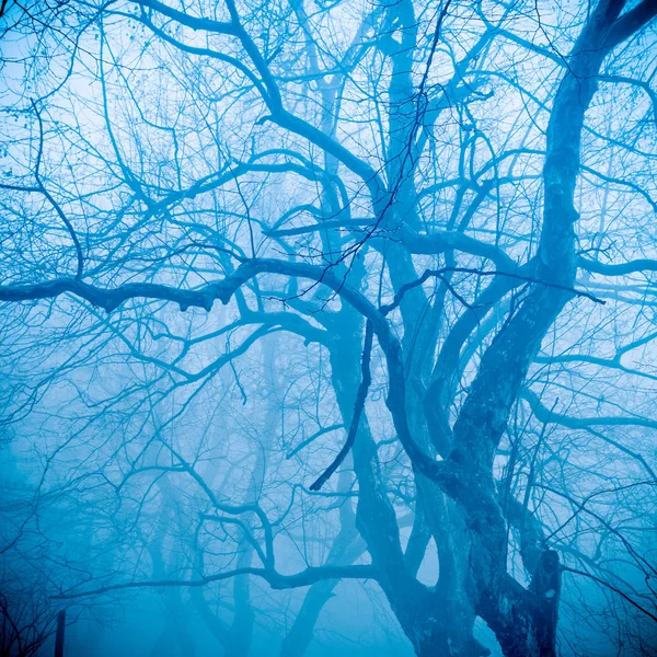 霧の中で冬の木 — ストック写真