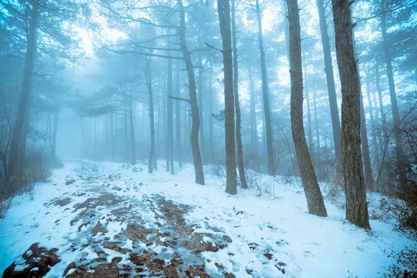 Borovice lesní v mlhy a sněhu — Stock fotografie