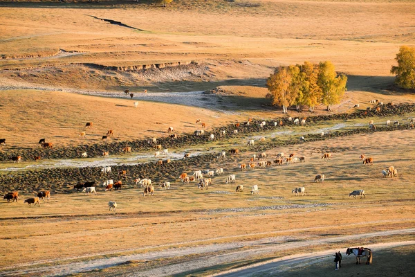 Free grazing in autumn — Stock Photo, Image