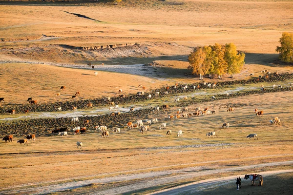 stock image Free grazing in autumn