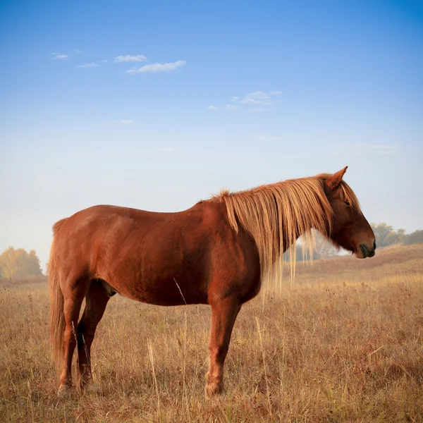 stock image Brown horse