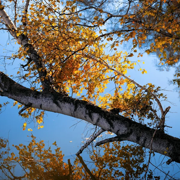 Outono bétula árvore e ramo no lago — Fotografia de Stock