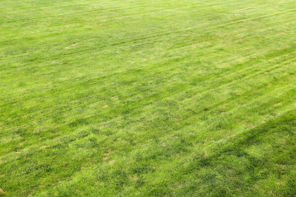 Green grass of background texture in park , side view