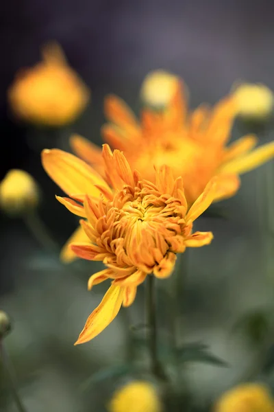 秋の庭の菊 — ストック写真