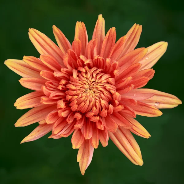 Flor de crisântemo laranja — Fotografia de Stock
