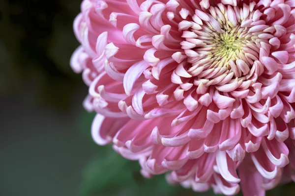 ピンク菊の花 — ストック写真