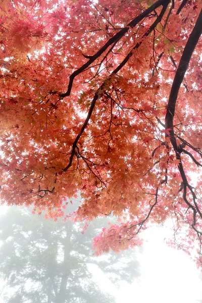 Кленовые листья в тумане — стоковое фото