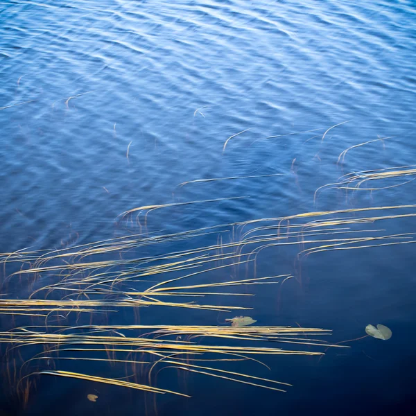 Jesień jezioro i trawa wodnych — Zdjęcie stockowe