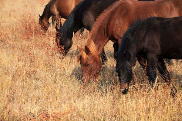 De paarden zijn grazen — Stockfoto