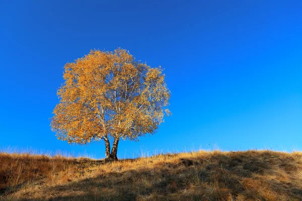 Birch tree isolated on grassland — Stock Photo, Image