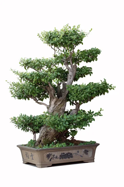 Bonsai tree of elm — Stock Photo, Image