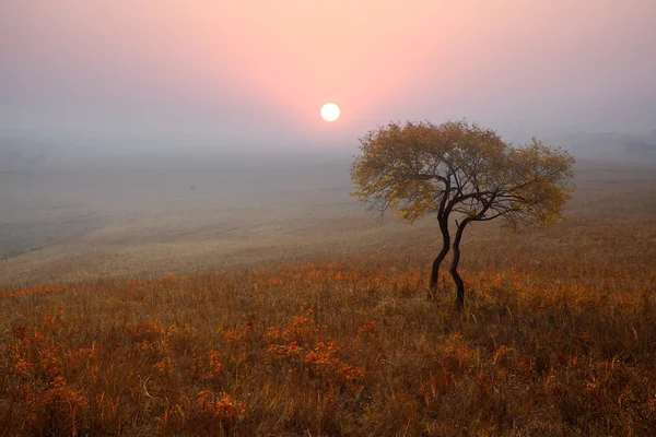Lonely tree on the prairie in autumn — Stock Photo, Image