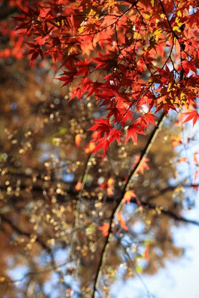 Autumn maple leaves in sunlight — Stock Photo, Image
