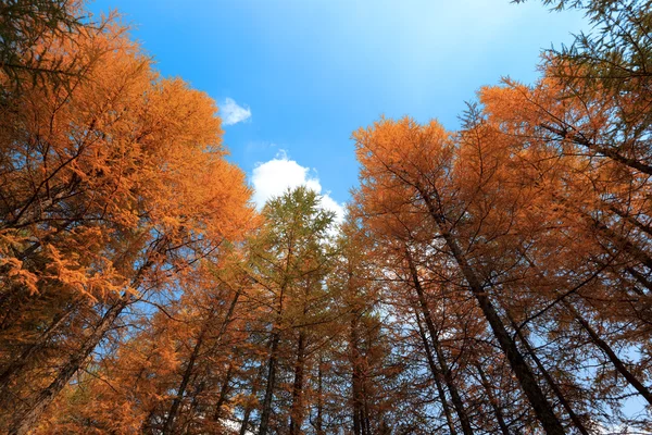 Hösten skogen under bar himmel — Stockfoto