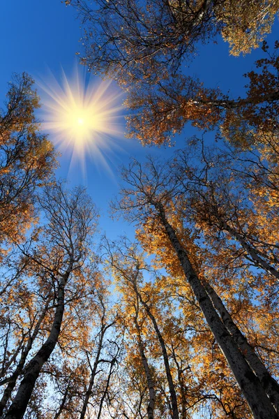 Sonbahar huş woods — Stok fotoğraf