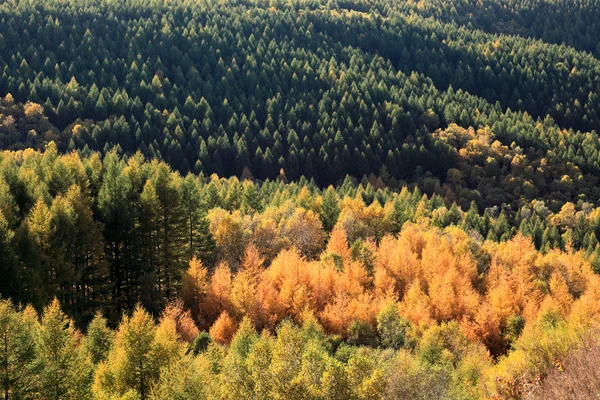 Ormanında sonbahar — Stok fotoğraf