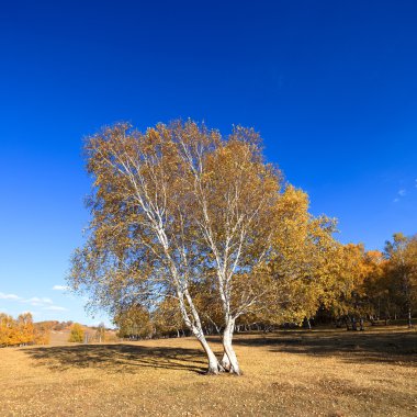 Sonbaharda huş ağaçları