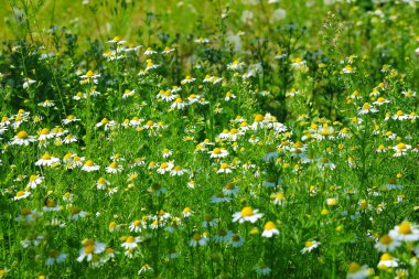 Daisywheel