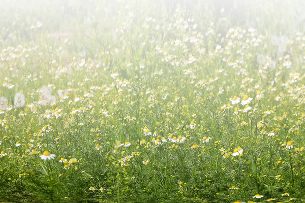 Flower dandelion — Stock Photo, Image