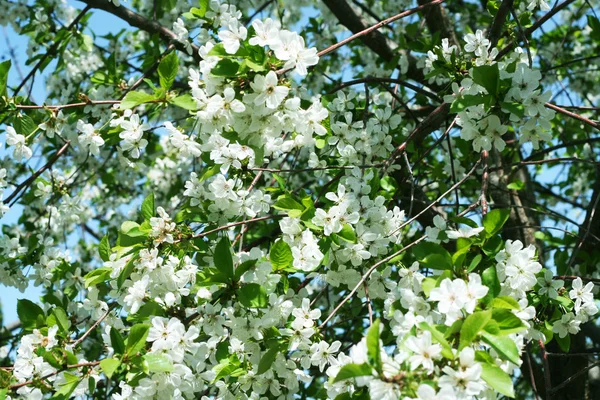 Flowers on the cherry tree — Stock Photo, Image