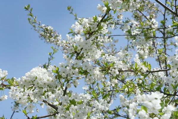 stock image Flowers on the cherry tree