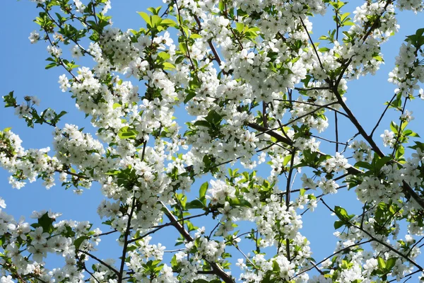 stock image Flowers on the cherry tree