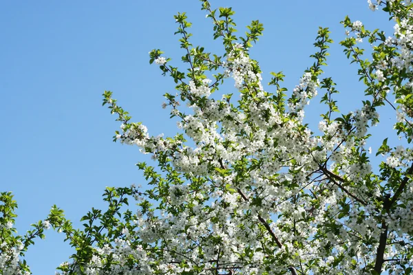 stock image Flowers on the cherry tree