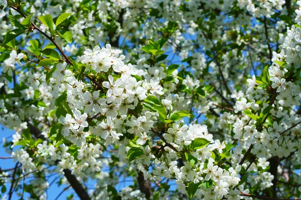 Blumen auf dem Kirschbaum — Stockfoto